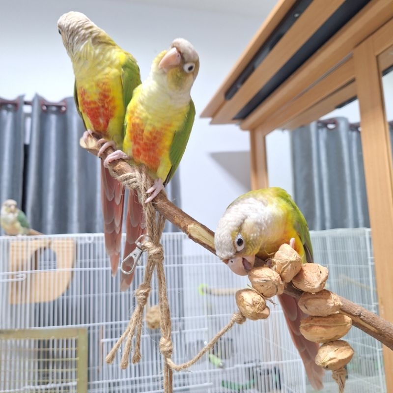 ของเล่นนก พวงลูกหูกวางแห้ง มีประโยชน์ ปลอดภัย แทะเล่นสนุก ลดอาการนกเสียงดัง - รูปที่ 5