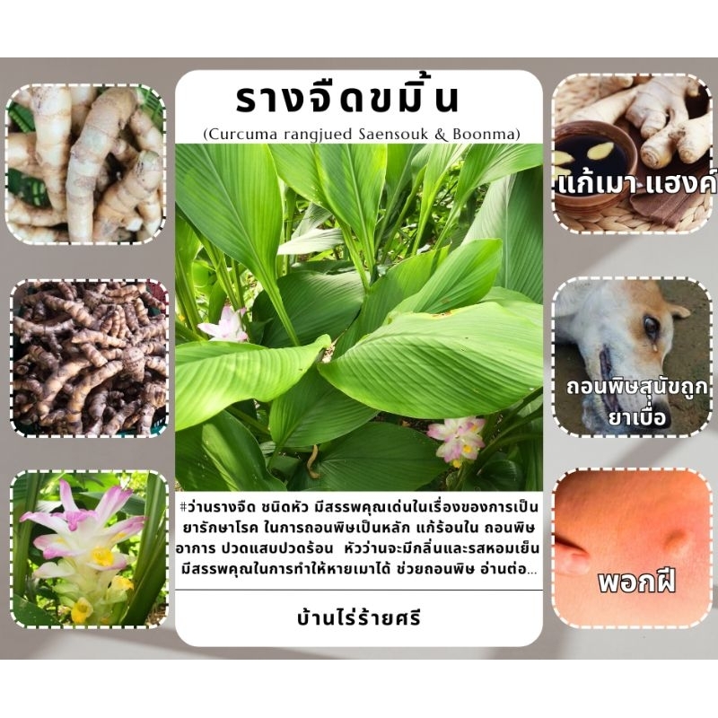 “รางจืดขมิ้น” (Curcuma rangjued Saensouk & Boonma) สมุนไพรถอนพิษ