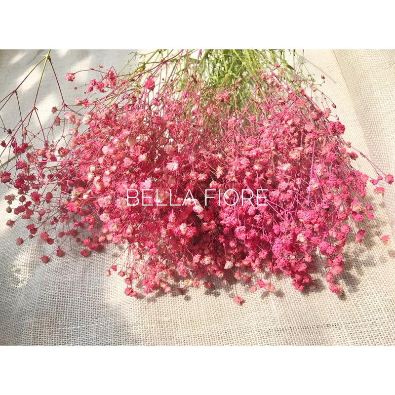 ดอกไม้แห้ง ดอกยิปโซ ยิปโซ ยิปซี ยิปโซแห้ง พร้อมส่ง ราคากำละ 50 บาท