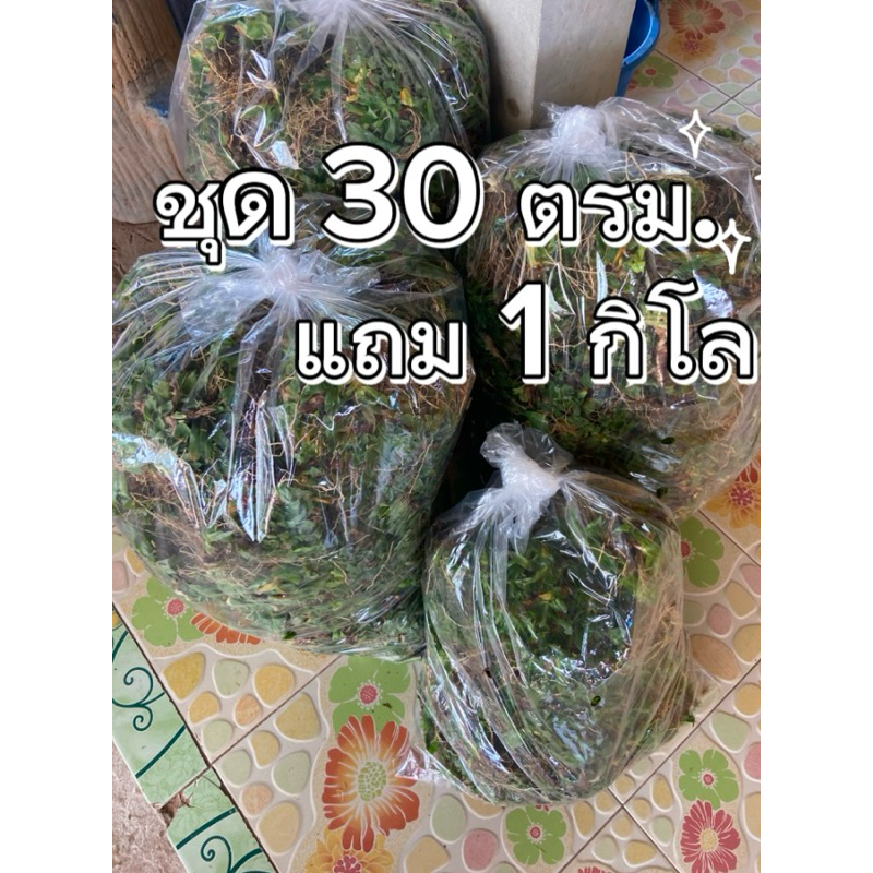 หญ้าไทเปชุด30ตร.ม.แถม2ตร.ม. (16kg)