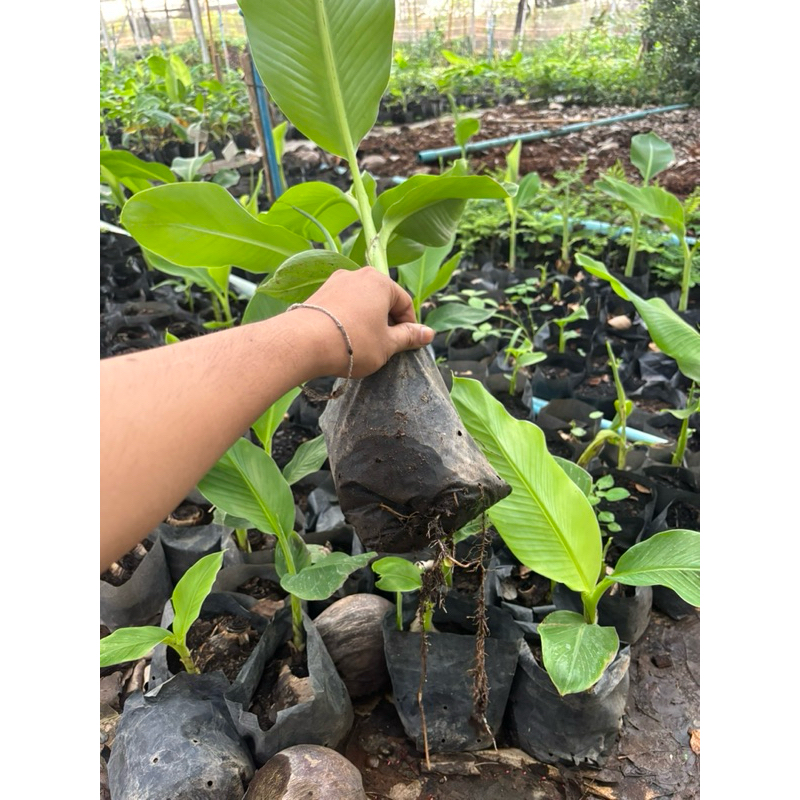 ต้นกล้วยไข่ 2 ต้น 100 บาท พันธุ์ลูกใหญ่ ของเกษตร  มาจาก กล้วยกำแพงเพชร ลงถุงชำให้แล้วมากกว่า 1 เดือน สามารถลงปลูกได้เลย ราคา ถูกที่สุด ดีลบีเคเค แกลเลอรีภาพที่ 5