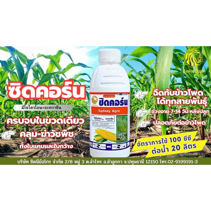 ซิดคอร์น ขนาด 1ลิตร มีโซไตรโอน+อะทราซีน สารกำจัดวัชพืชไร่ข้าวโพด
