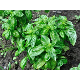 เมล็ดพันธุ์ โหระพาใบใหญ่ อิตาเลี่ยน เบซิลใบใหญ่ 70 เมล็ด Large Leaf Italian Basil เมล็ดพันธุ์แท้100% นำเข้าจากต่างประเทศ