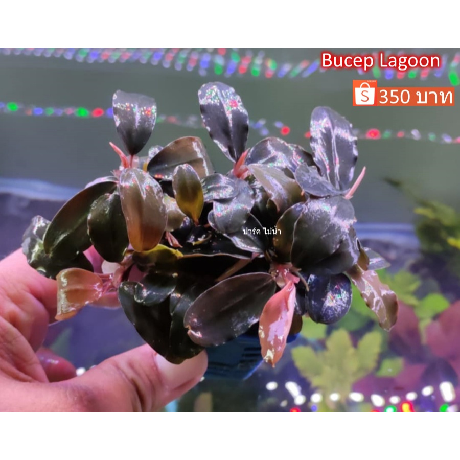 Bucep Kedagang Japan ร้าน ปาร์ค ไม้น้ำ พร้อมส่ง