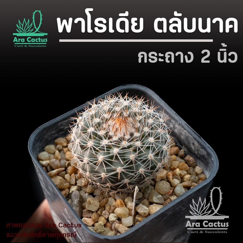 ต้นใหญ่! พาโรเดีย ตลับนาก ตลับนาค Parodia formosa ไซส์กระถาง 2 นิ้ว แคคตัสสวยๆ กระบองเพชรสวยๆ ต้นไม้ประดับ อวบน้ำ แคนตัส