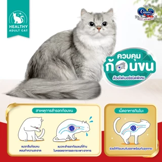 [ใหม่! เลือกรสชาติได้] Ginno Dry Health กินโนะ อาหารเม็ดแมวสูตรสุขภาพ 1.3Kg.