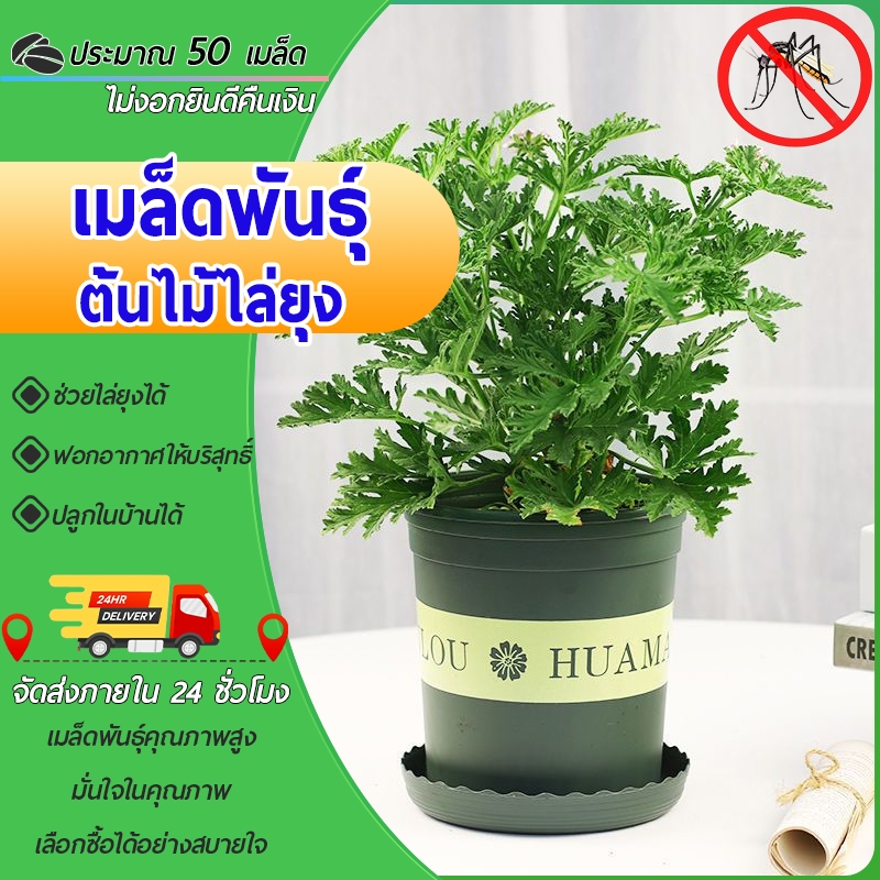 50เมล็ด  เมล็ดพันธุ์ต้นไม้ไล่ยุง เมล็ดพันธุ์ Pest Killer สำหรับเด็กยากันยุง ยากันยุงไร้กลิ่น
