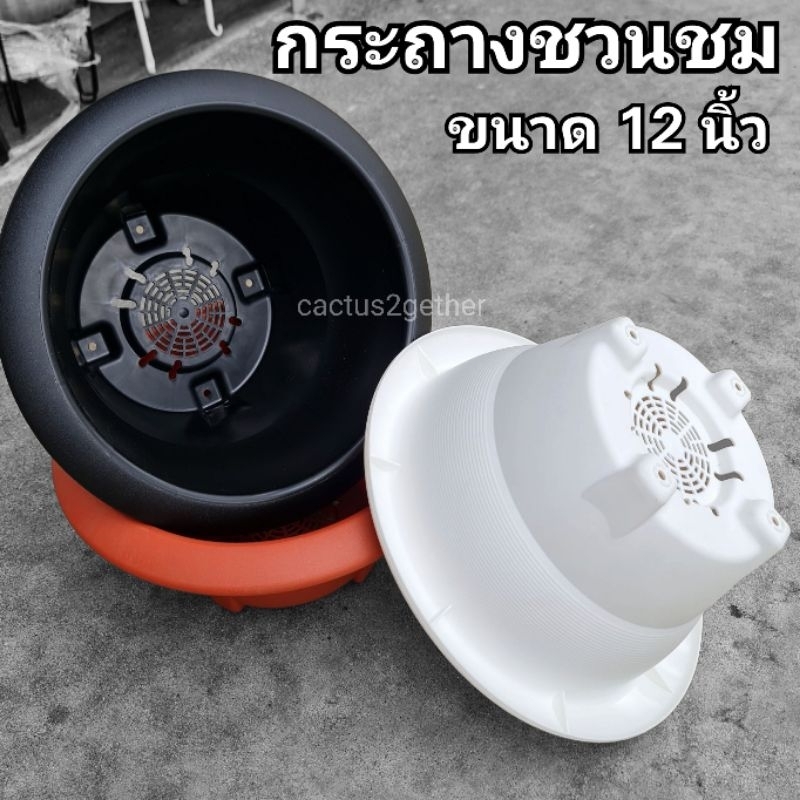 กระถางทรงอ่างชวนชม/บอนไซ ขนาด12นิ้ว
