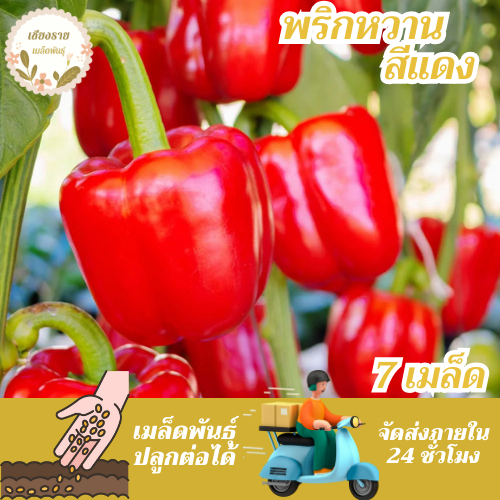 เมล็ดพันธุ์ พริกหวาน สีแดง 7 เมล็ด Red Sweet Pepper Seed เมล็ดพันธุ์แท้ นำเข้าจากต่างประเทศ ปลูกผัก สวนครัว