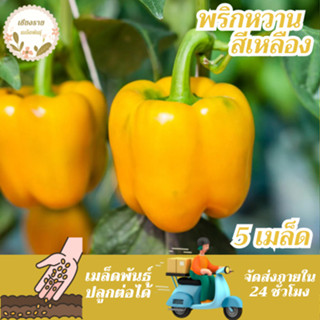 เมล็ดพันธุ์ พริกหวานสีเหลือง 5 เมล็ด Golden California Peppe…
