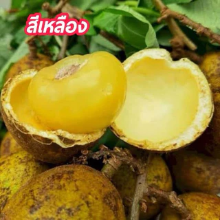 ต้นลำไยคริสตัลสีเหลือง ต้นเพาะเมล็ด ต้นแข็งแรงพร้อมปลูก