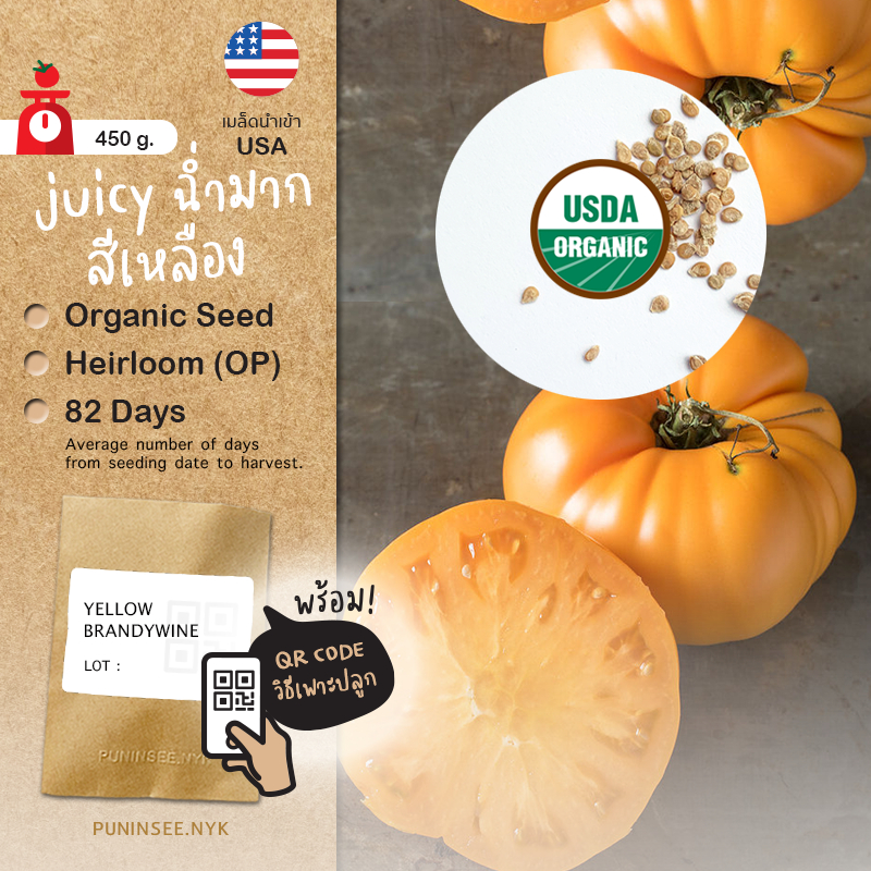 เมล็ดผักนำเข้า มะเขือเทศ ลูกใหญ่ Yellow Brandywine (Organic Seed) Beefsteak Tomato บีฟสเต็ก Heirloom