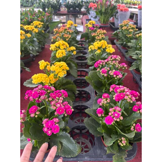 1/8/26พร้อมส่ง กุหลาบหินดอกซ้อน Kalanchoe blossfeldiana กระถาง4นิ้ว ดอกสวย