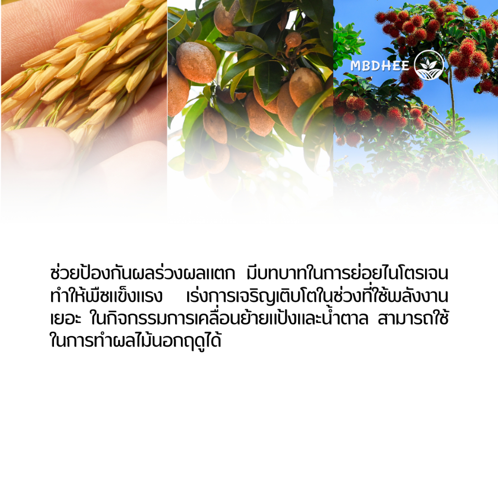 แคลเซียมโบรอน ขนาด 4 ลิตร ปิดตาดอก แตกตา เร่งดอกดก เกษรสมบูรณ์ เพิ่มการติดผล ขั้วเหนียว ผลดก - รูปที่ 3