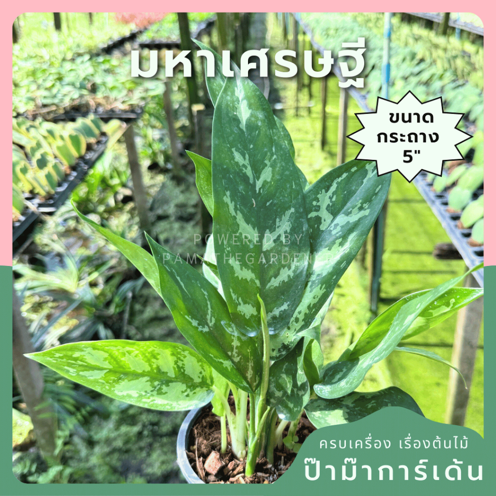 ต้นมหาเศรษฐี มาพร้อมกระถาง 5-6 นิ้ว