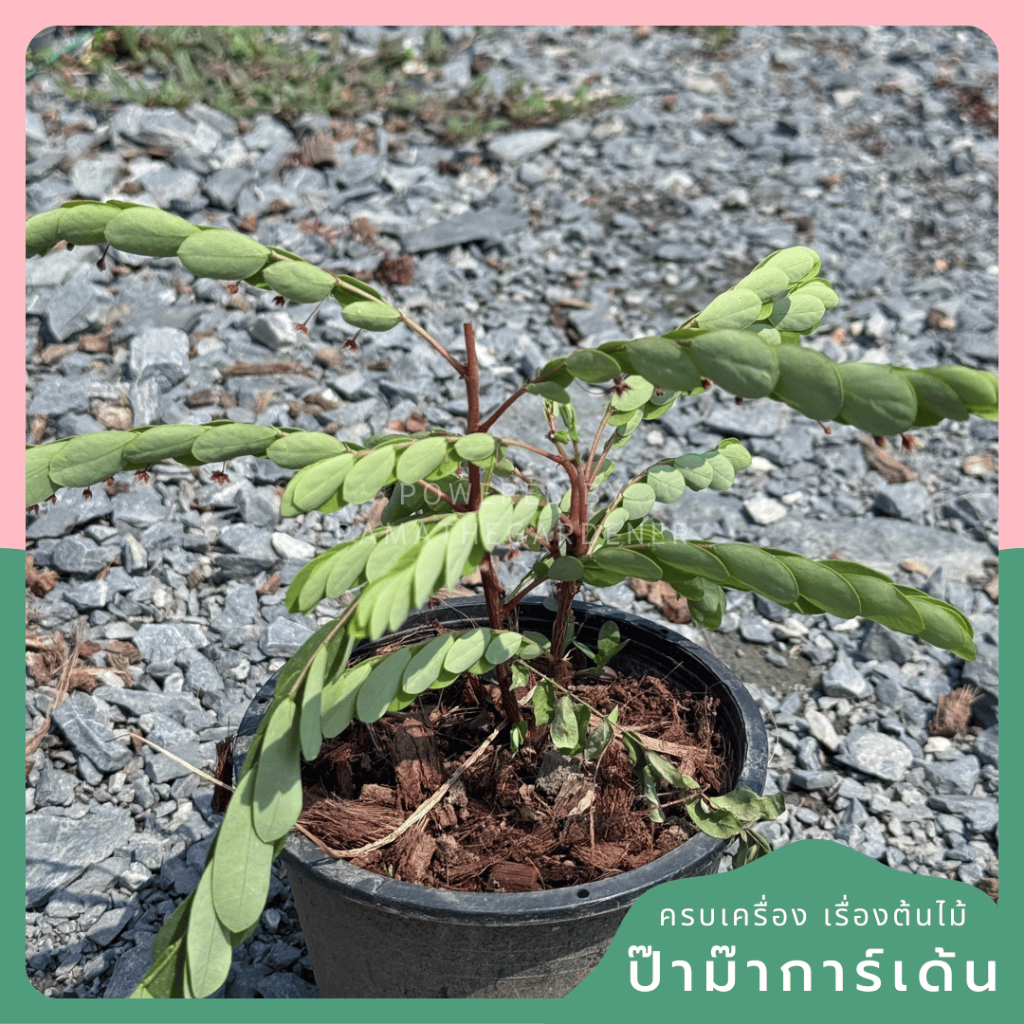 มุมมอง 3