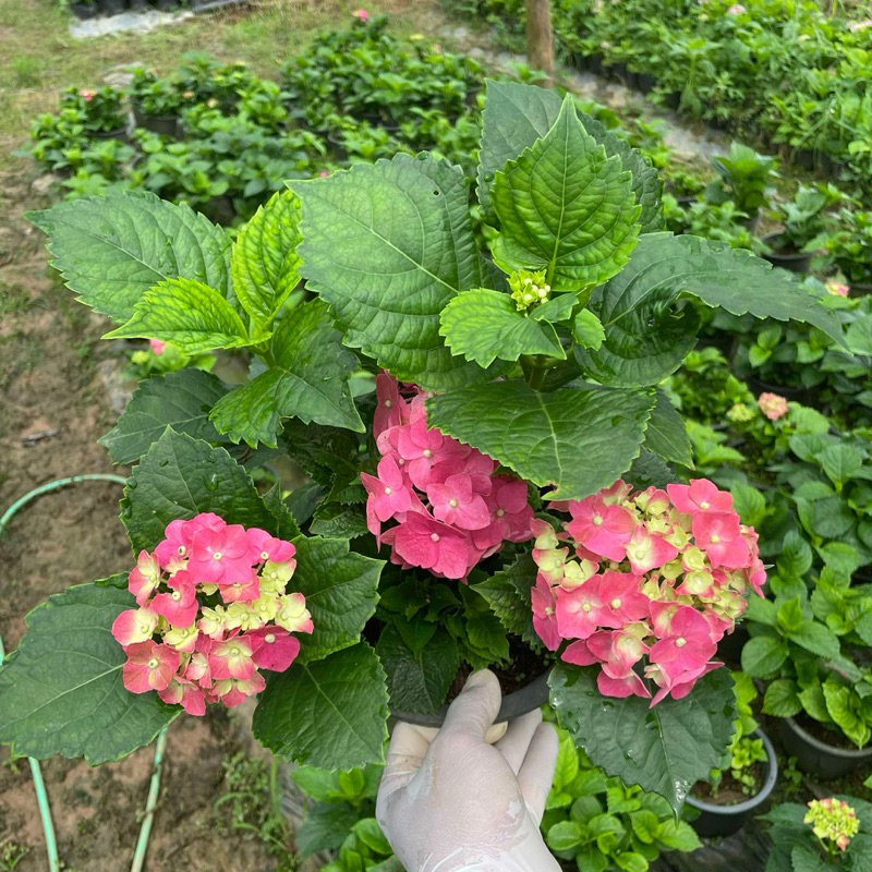 ต้นไฮเดรนเยีย พันธุ์หนัก Hydrangea  (ติดดอก) ดอกแดง สีสวย  แบบถุง - รูปที่ 7