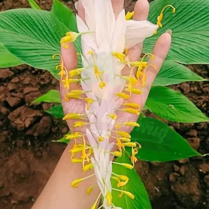 หัวพันธุ์ดอกเข้าพรรษา 6 - 8 เหง้า สีขาวฟูๆ