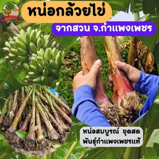 หน่อกล้วยไข่ จากสวนจังหวัดกำแพงเพชร พร้อมส่ง ขุดสด หน่อกล้วยสมบูรณ์ หยกเพชรฟาร์ม