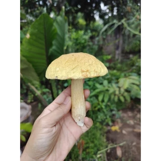 เชื้อเห็ดผึ้งข้าว (ส่งด่วนทุกวัน) สูตรเส้นใยบริสุทธิ์ เดินเชื้อเร็ว | โอกาสเกิดสูงขึ้น | สูตรเฉพาะ พร้อมส่ง | 600 มล.