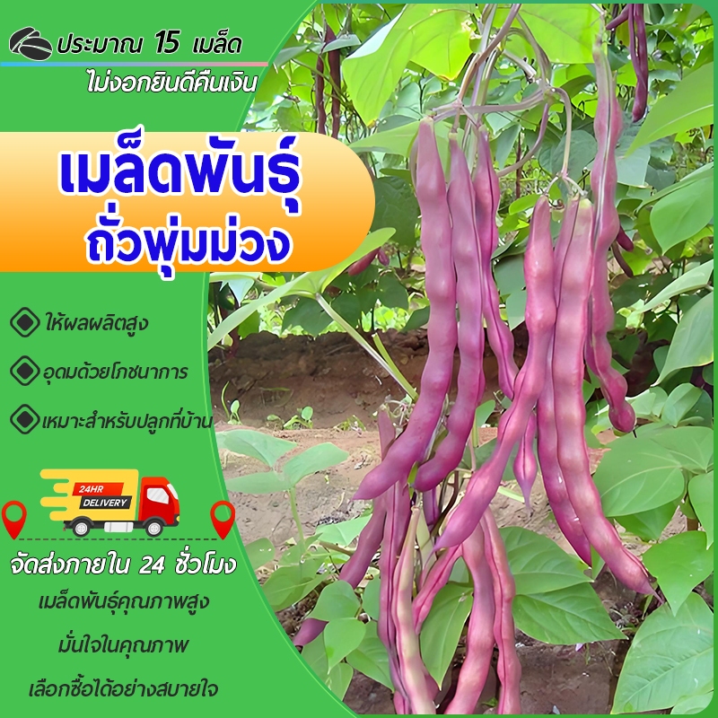 15เมล็ดเมล็ดพันธุ์ถั่วพุ่มม่วงถั่วแขกสีม่วง Purple Bush Bean ถั่วพุ่มม่วงถั่วฝักยาว