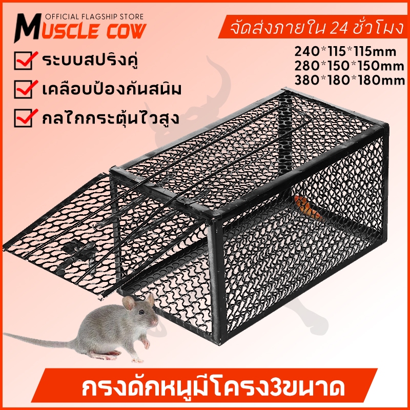 MUSCLE COW กรงดักหนูสปริง2ตัวโครงหนา กรงดักหนู กรงดักหนูแบบมีโครง กรงดักหนูสปริงคู่ กรงดักหนูนา กรงดักหนูเล็ก กรงดักหนูถ