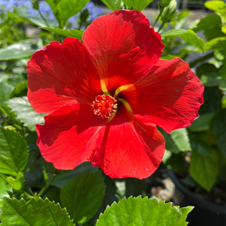 ชบาแดงหลังเหลือง กลีบดอกชั้นเดียว สีแดง ด้านในสีเหลืองริ้วๆ หายาก น่าสะสม Hibiscus, Chinese Rose