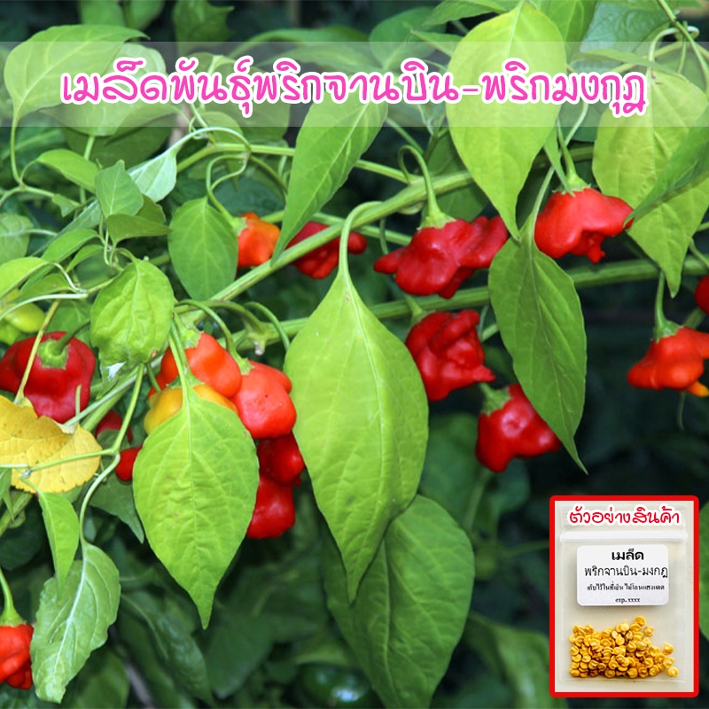 พริกจานบิน-พริกมงกุฎ Bishop Crown Pepper ปลูกต่อได้ โตไว 8-20 เมล็ด [ซื้อ 10 แถม 1 คละได้]
