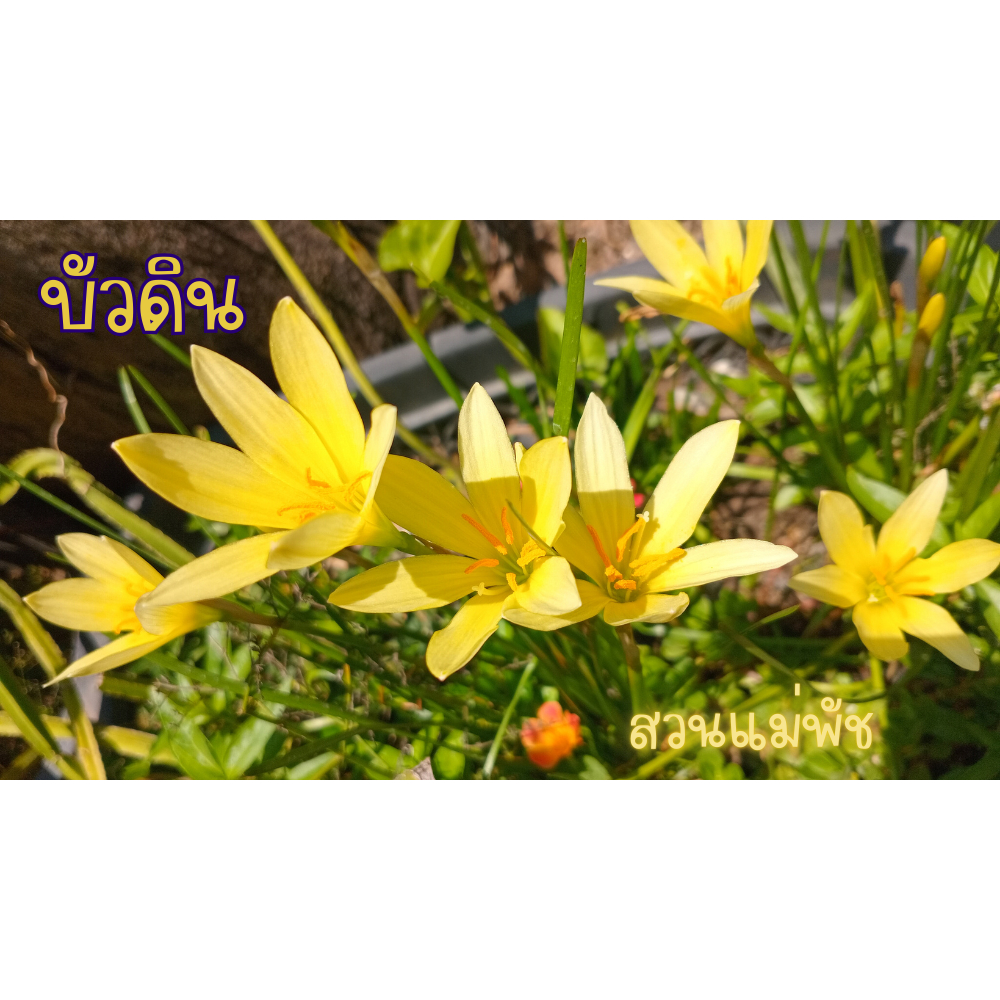 บัวดิน ดอกสีเหลือง คละไซต์ 10 หัว 39 บาท