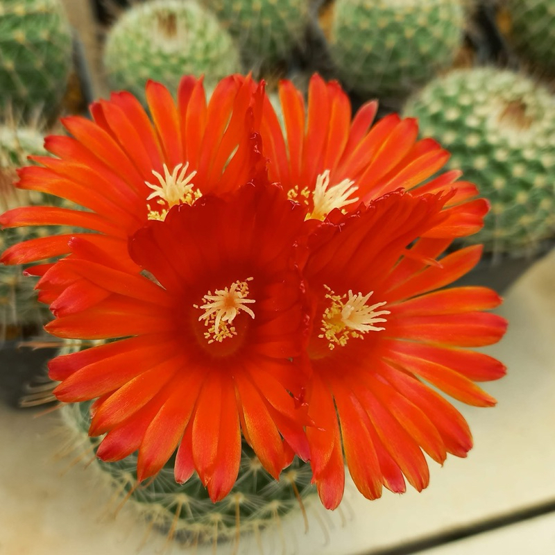 พาโรเดีย ดอกสีแดง (Parodia sanguiniflora) ขนาดกระถาง 2 นิ้ว 3 ภาพสุดท้ายเป็นขนาดที่จำหน่าย🌵🌵