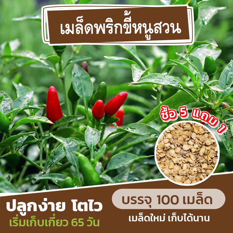 เมล็ดพันธุ์พริกขี้หนูสวน🌶 แบ่งขาย 100 เมล็ด ผลสั้น (ซื้อ 5 แถม 1)