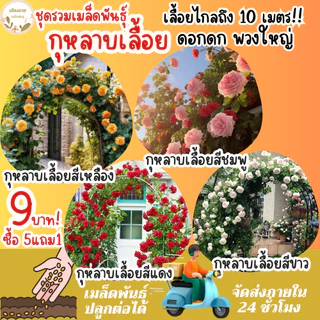ชุดรวมเมล็ดพันธุ์ ดอกกุหลาบเลื้อย เมล็ดพันธุ์แท้ นำเข้าจากต่างประเทศ สายพันธุ์แท้OP นำเมล็ดรุ่นต่อไปปลูกต่อได้