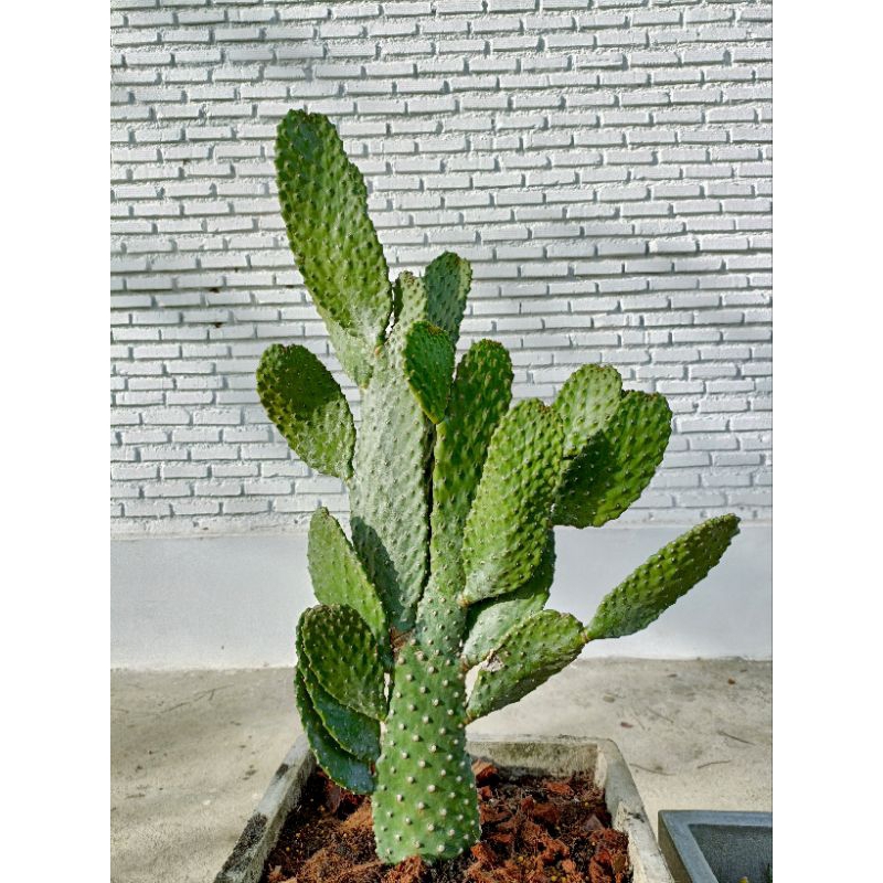 Opuntia consolea ดอกสีส้ม โอพันเทียคอนโซเล่ กระบองเพชรพันธุ์ไม่มีหนาม (Consolea rubescens) 35-40cm.ส่งแบบถอดกระถางค่ะ