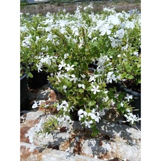 พยับหมอกสีขาว กระถางใหญ่ 8 นิ้ว ไม้กระถางแข็งแรงและสวย (กทม)