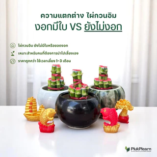 รวม ไผ่กวนอิม พร้อม กระถาง ((ปลูกในน้ำ)) เสริมฮวงจุ้ยบ้าน ต้นไผ่กวนอิม ไม้มงคลประดับโต๊ะทำงาน วางบนโต๊ะทำงานได้