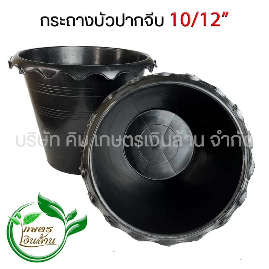[แตกเคลมทันที]กระถางบัวปากจีบ 10",12"ก้นตัน พร้อมส่ง By.คิม เกษตรเงินล้าน
