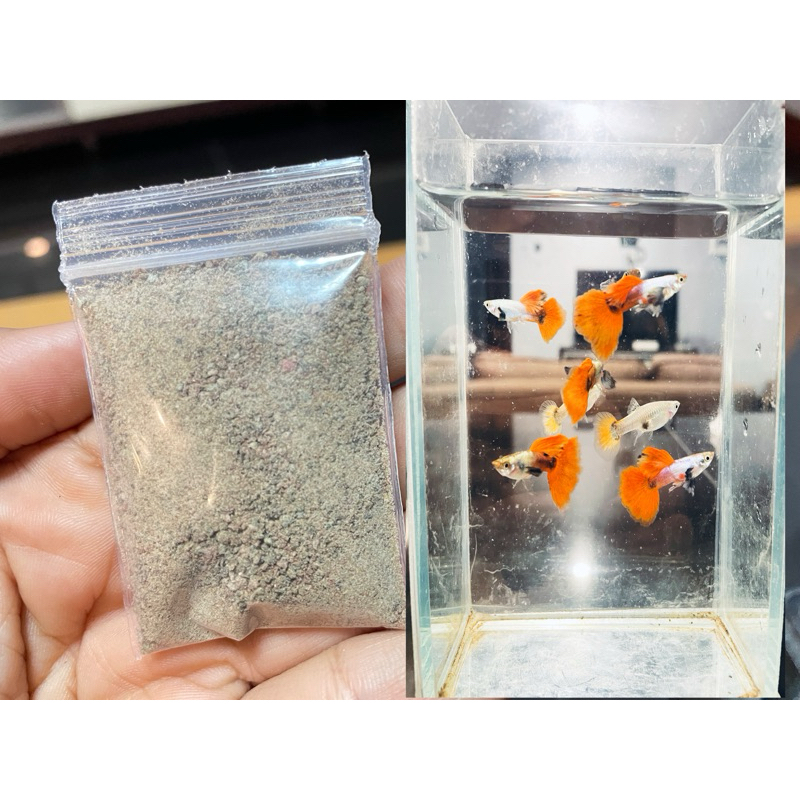 อาหารปลา หูช้างโมเสค Dumbomosaic redtail 1คู่