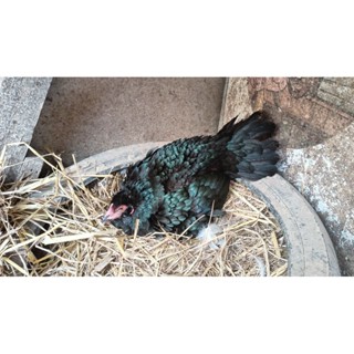 ไข่เชื้อไก่ประดู่หางดำ เชียงใหม่ โตไว ไข่ดก อกกว้าง