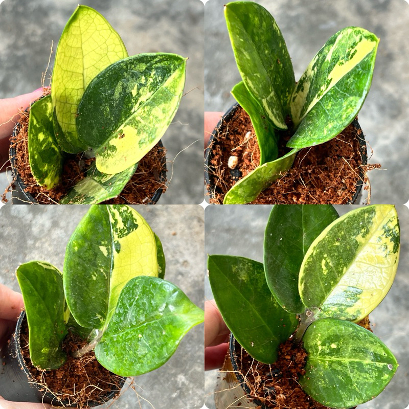 🌱🌿กวักด่างเหลืองกระถางเล็ก🌿🤩