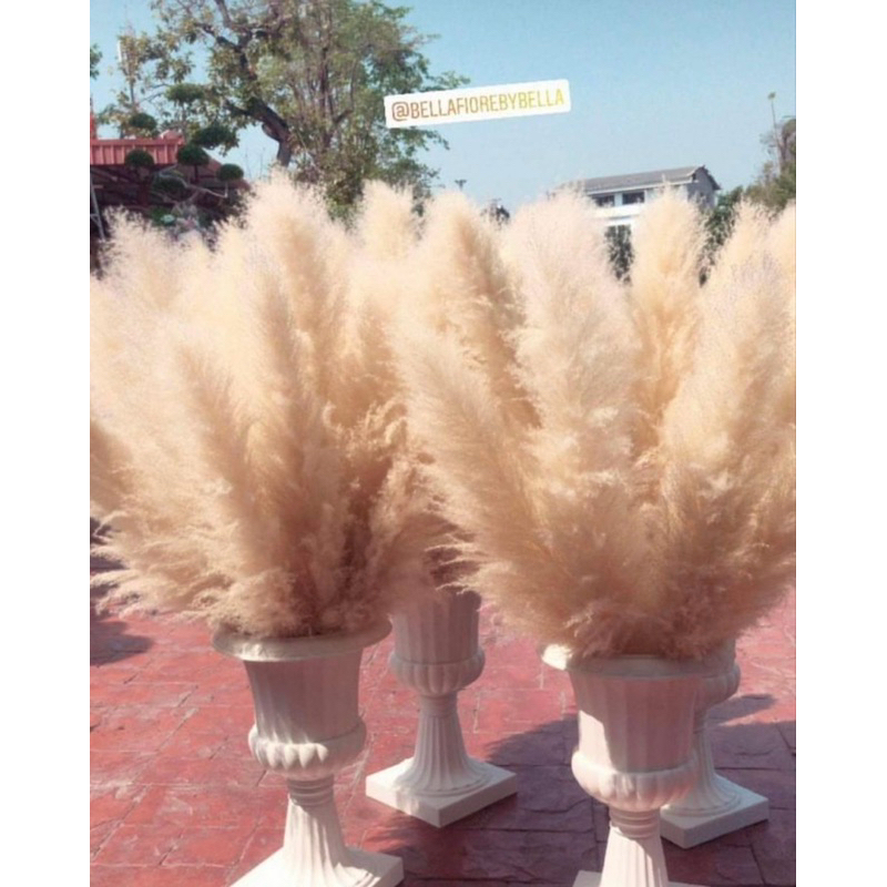 หญ้าเลา แพมพัส ดอกไม้แห้ง ราคาต่อ1ก้าน ราคาเริ่มต้นก้านละ 10 บาท พร้อมส่งจาก กทมเลยจ้า ราคา ถูกที่สุด ดีลบีเคเค แกลเลอรีภาพที่ 2