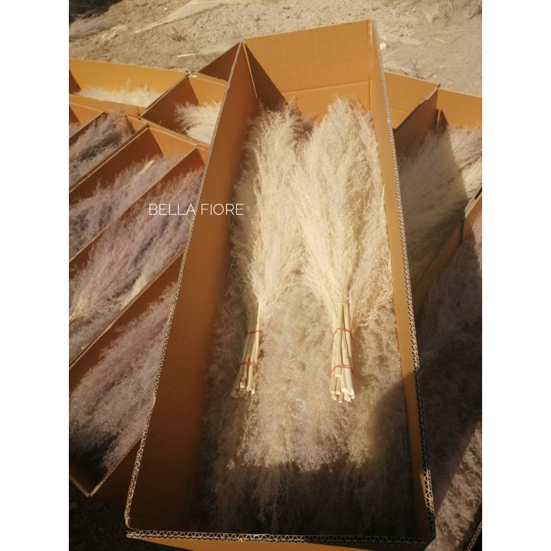 หญ้าเลา แพมพัส ดอกไม้แห้ง ราคาต่อ1ก้าน ราคาเริ่มต้นก้านละ 10 บาท พร้อมส่งจาก กทมเลยจ้า ราคา ถูกที่สุด ดีลบีเคเค แกลเลอรีภาพที่ 9