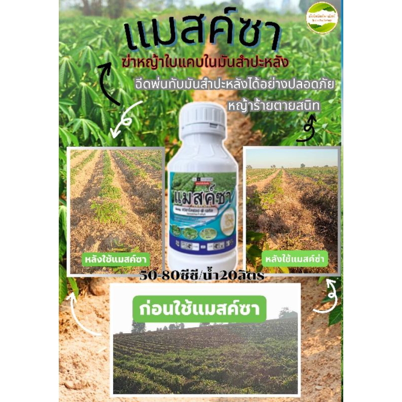แมสค์ซ่า ขนาด 1 ลิตร สารกำจัดวัชพืชใบแคบในมันสำปะหลัง สามารถฉีดพ่นทับมันสำปะหลังได้อย่างปลอดภัย 1ลิตร ฉีดพ่นได้ 4-5 ไร่