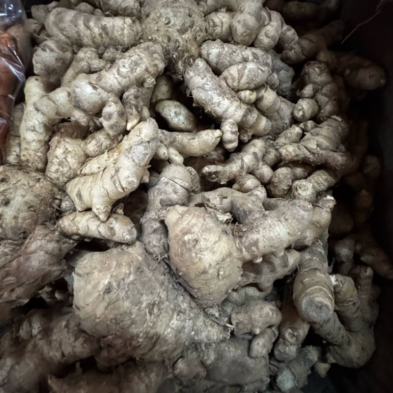 ว่านมหาเมฆ​ มหาเมฆ​สด​ ขนาด​ 1 กิโลกรัม​ พร้อมส่ง