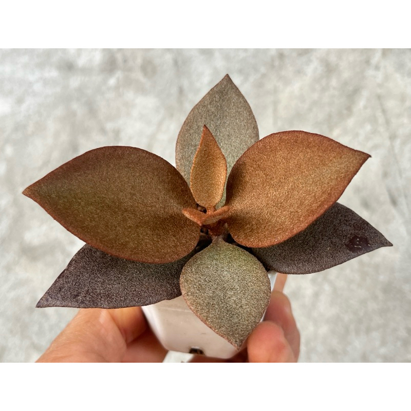 K𝙖𝙡𝙖𝙣𝙘𝙝𝙤𝙚 𝙘𝙤𝙥𝙥𝙚𝙧 𝙨𝙥𝙤𝙤𝙣𝙨 (ต้นช้อนทอง) กุหลาบหิน ไม้อวบน้ำ ขนาด 2 นิ้ว ราคาถูก Shopee Lazada