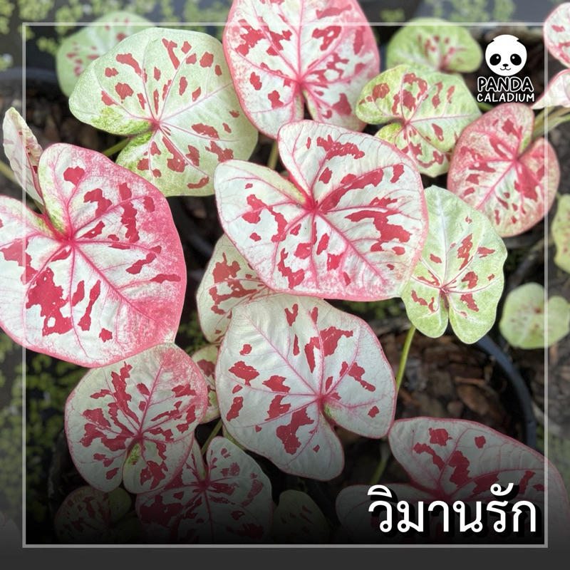 บอนสี วิมานรัก กระถาง 4“
