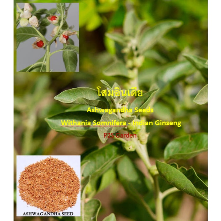 Withania Somnifera (Indian Ginseng) : Ashwagandha 100-500 seeds from INDIA โสมอินเดีย