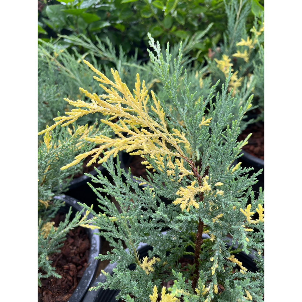 สนแซมทอง chinensis expansa variegata