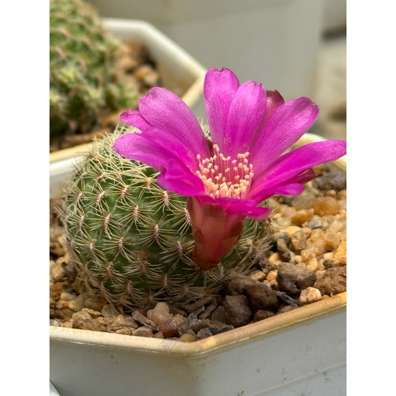 รีบูเทียดอกชมพูบานเย็น ลายหนามสวยมาก  Rebutia steinmannii