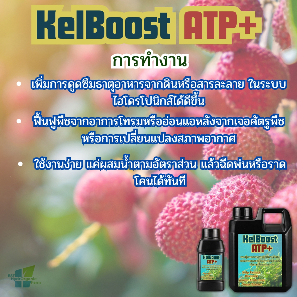 สาหร่ายเคลป์สกัดเข้มข้น +อะมิโน+ ฟลูวิค ฮอร์โมนเร่งโตใวใบเขียว กิ่งก้านใหญ่ใบอวบ สะสมสารอาหาร - รูปที่ 3