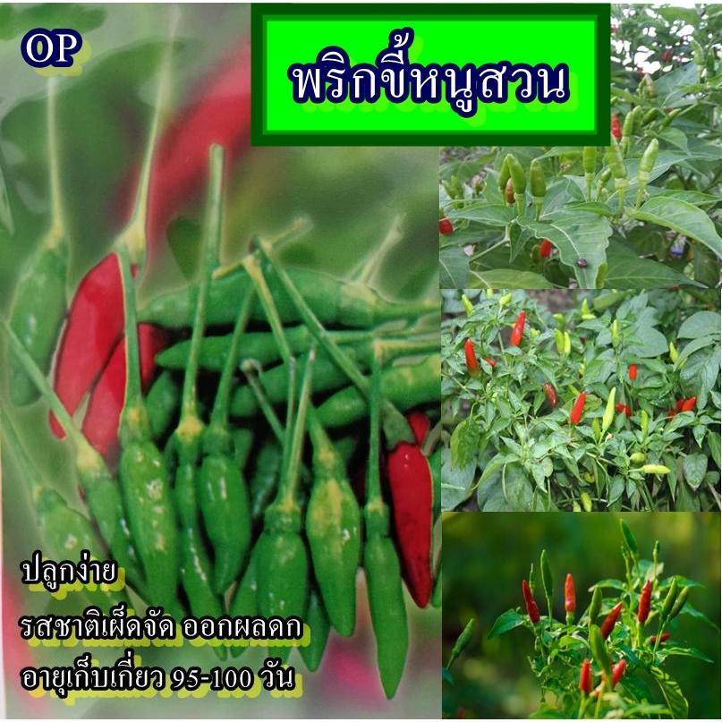 140+ เมล็ด เมล็ดพริกขี้หนูสวน (ปลูกง่าย รสชาติเผ็ดจัด มีกลิ่นหอมเฉพาะตัว ออกผลดก อายุเก็บเกี่ยว 95-100 วัน)